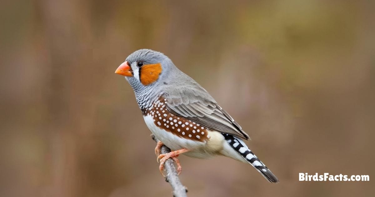 Zebra Finch Perched On Branch Showing Grey Body Orange Cheeks Black White Striped Tail And Bright Red Beak