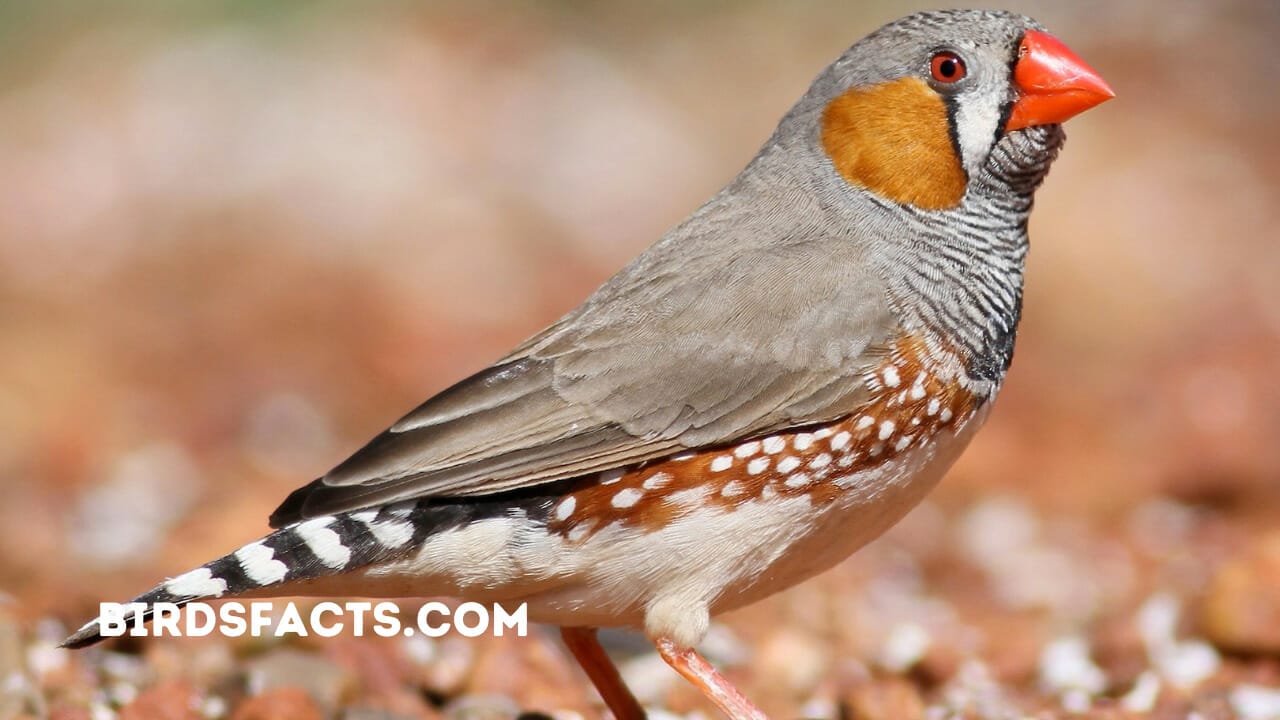 bird with a orange beak orange beaked bird