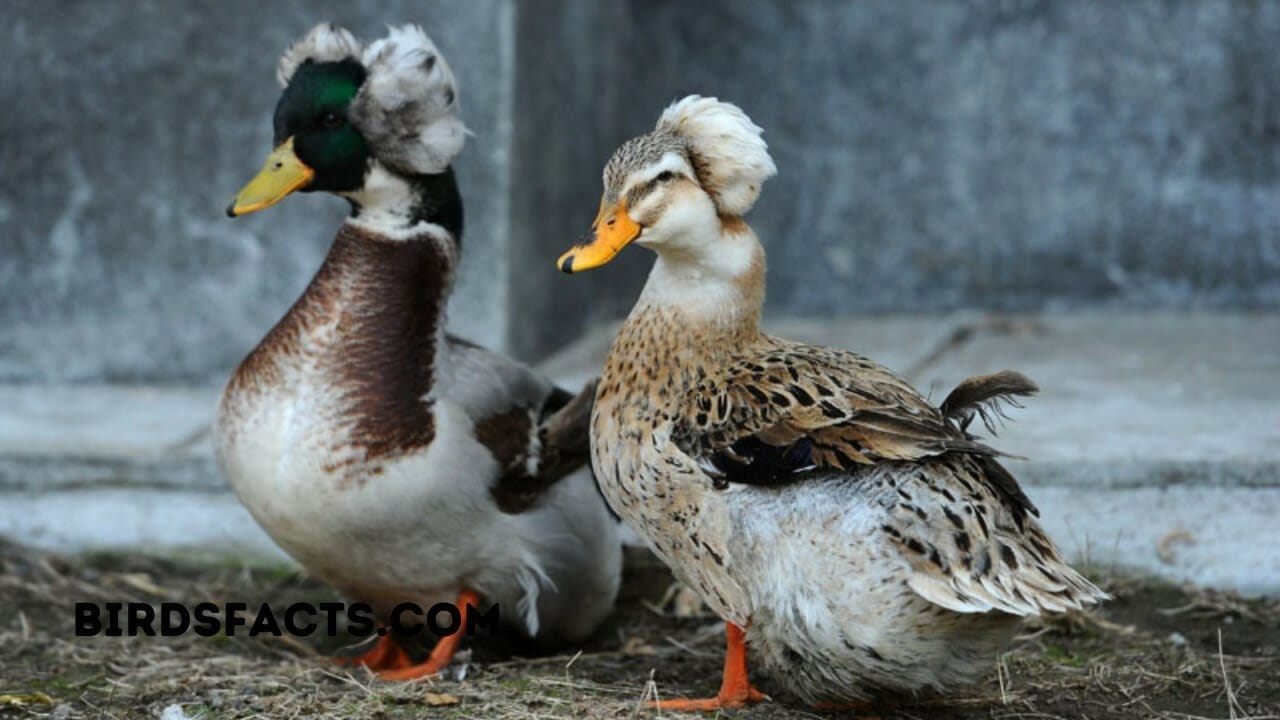 baby duck baby duck