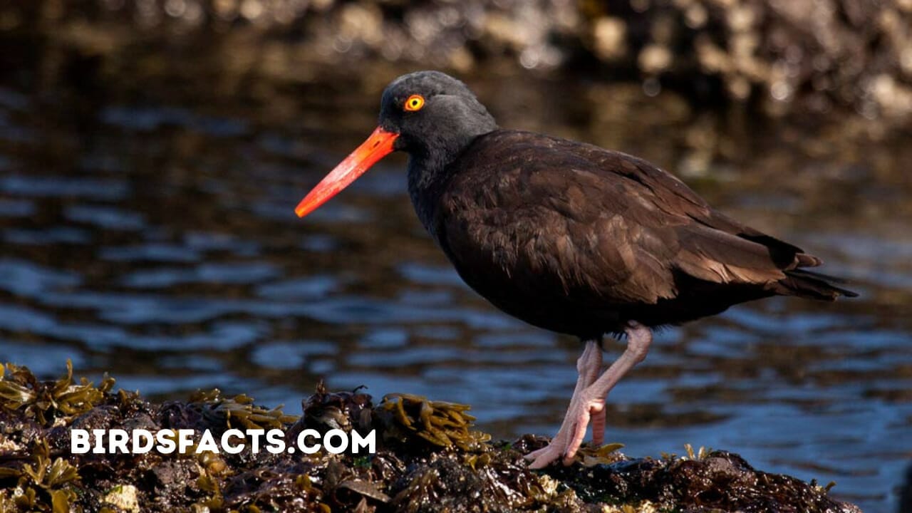 bird with orange beak