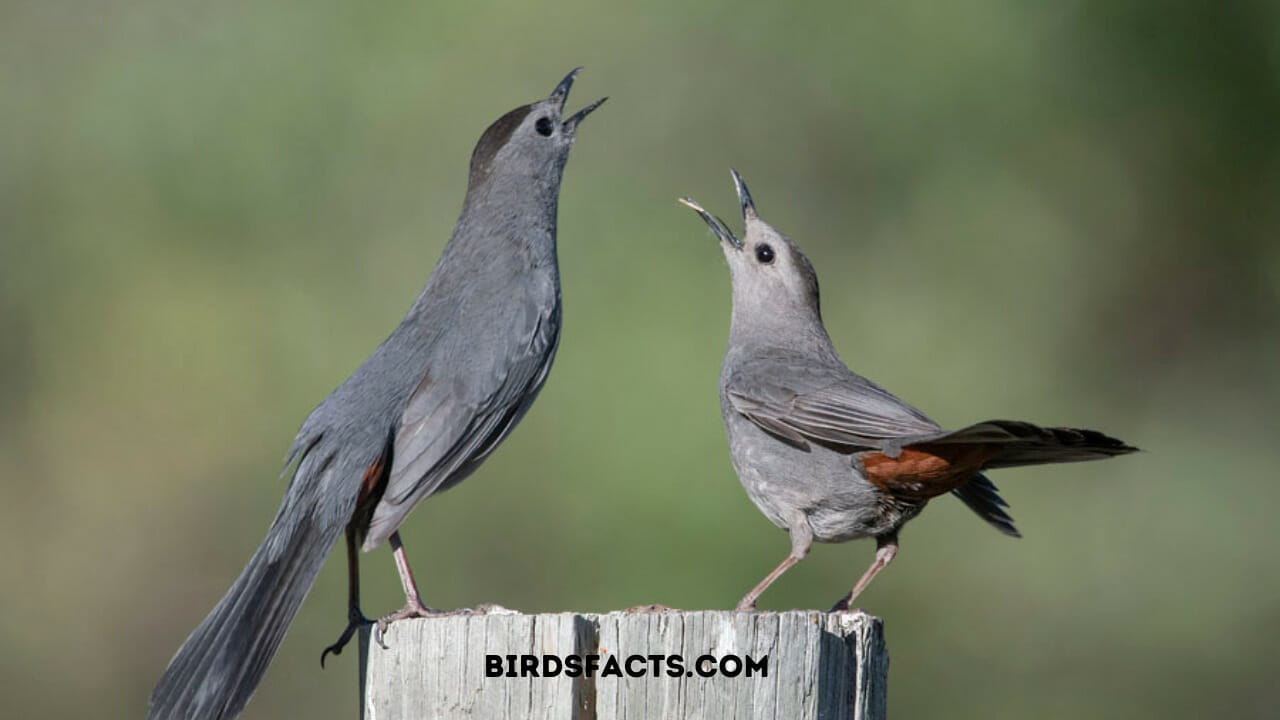 birds that look like mockingbirds