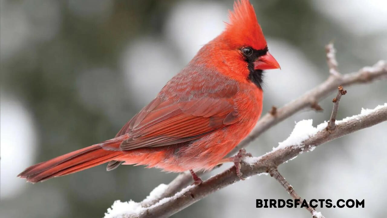 bird with a mohawk