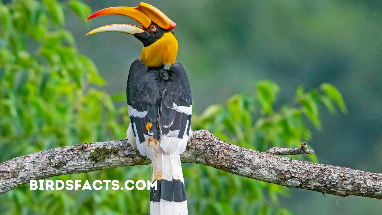 birds with orange beaks