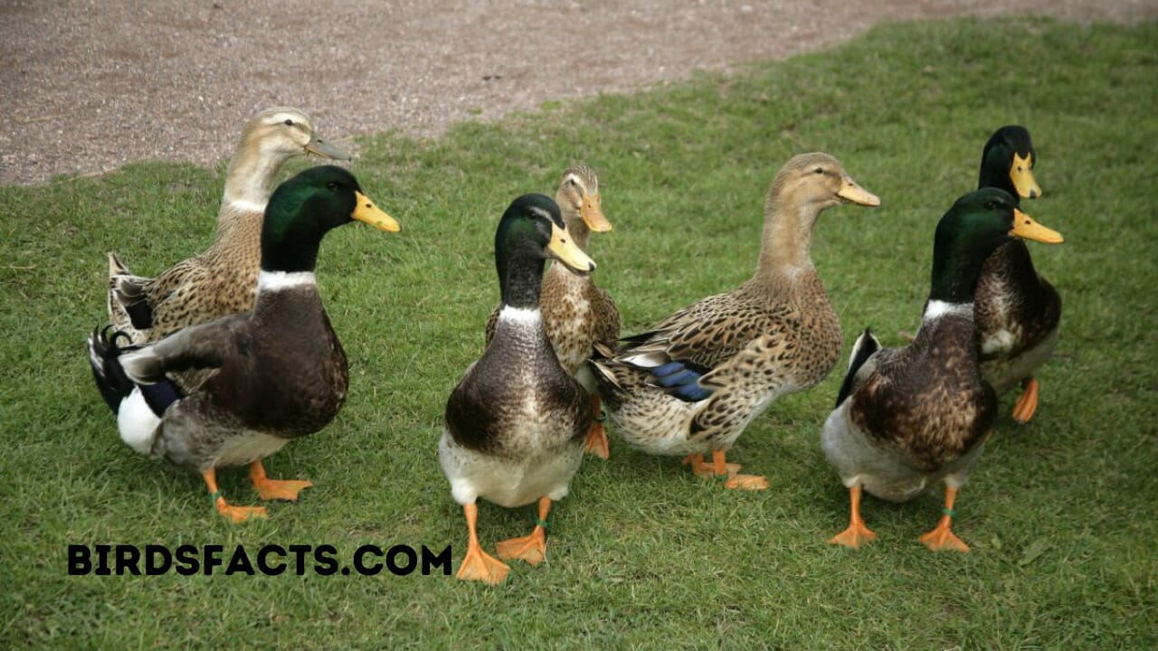 black and yellow duckling breed