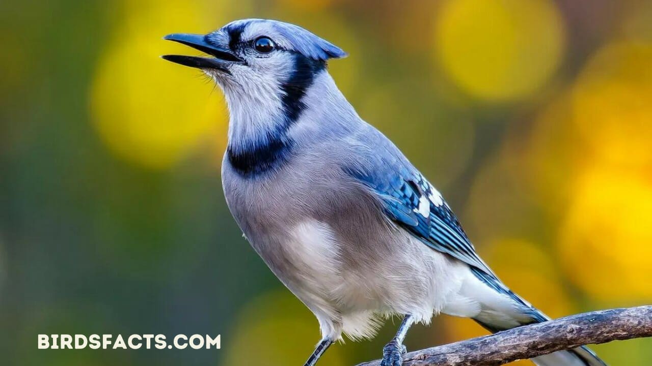 blue jay feather meaning