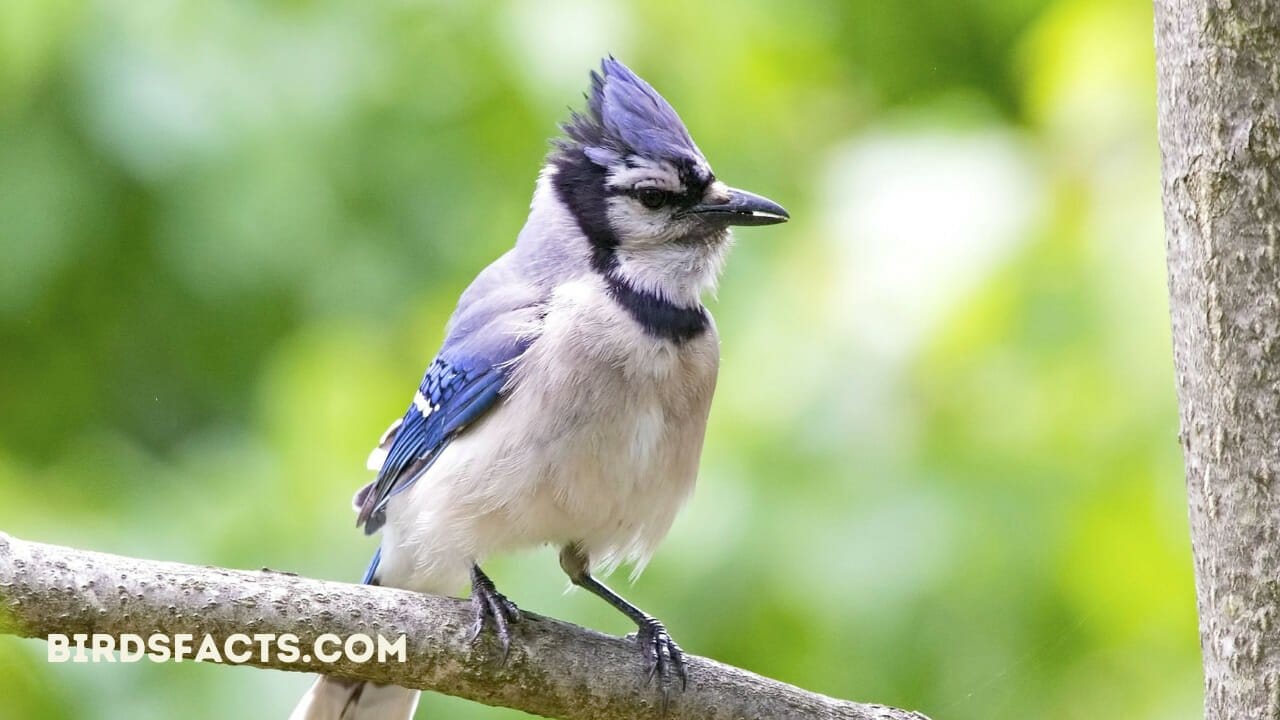 blue jay feather