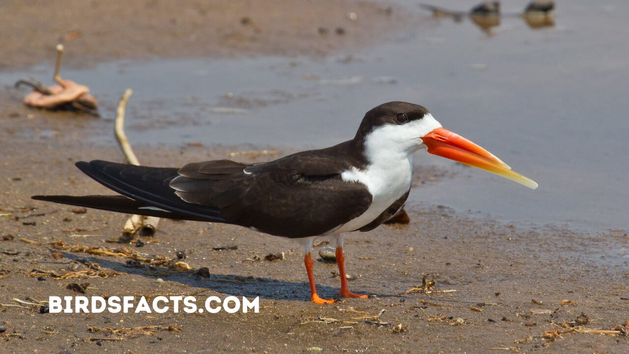 brown bird with orange beak