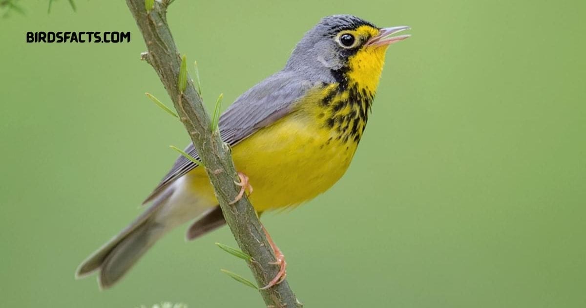 Canada Warbler With Bright Yellow Underparts, Gray Upper Body, And Black Necklace-like Markings Perched On A Branch