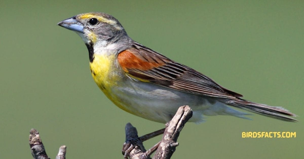 dickcissel