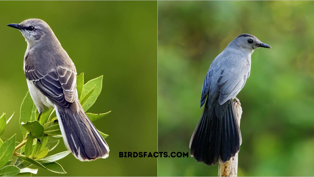 catbird or mockingbird