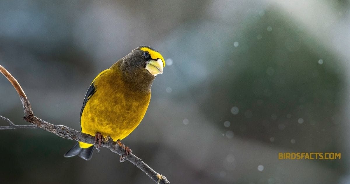 Evening grosbeak