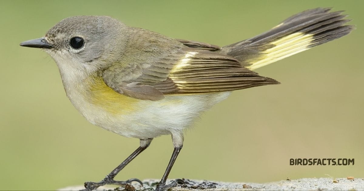 Female American Redstart
