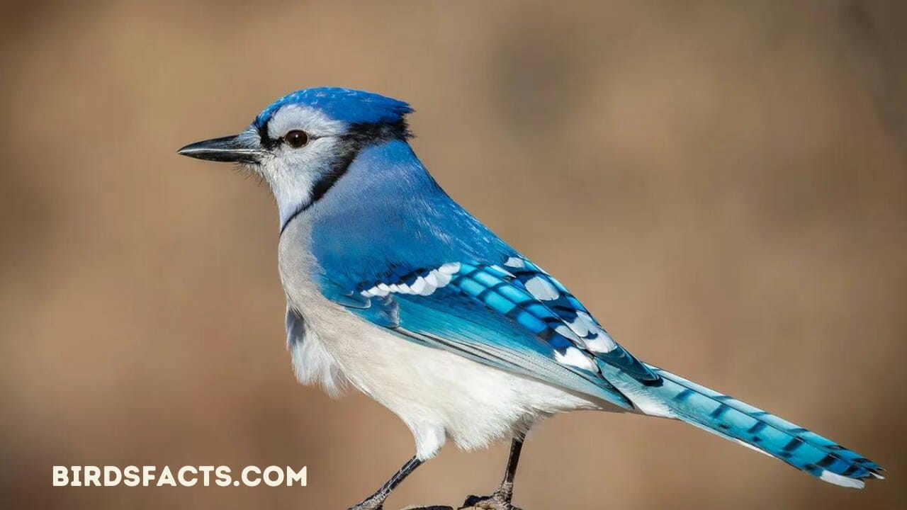 finding a blue jay feather meaning