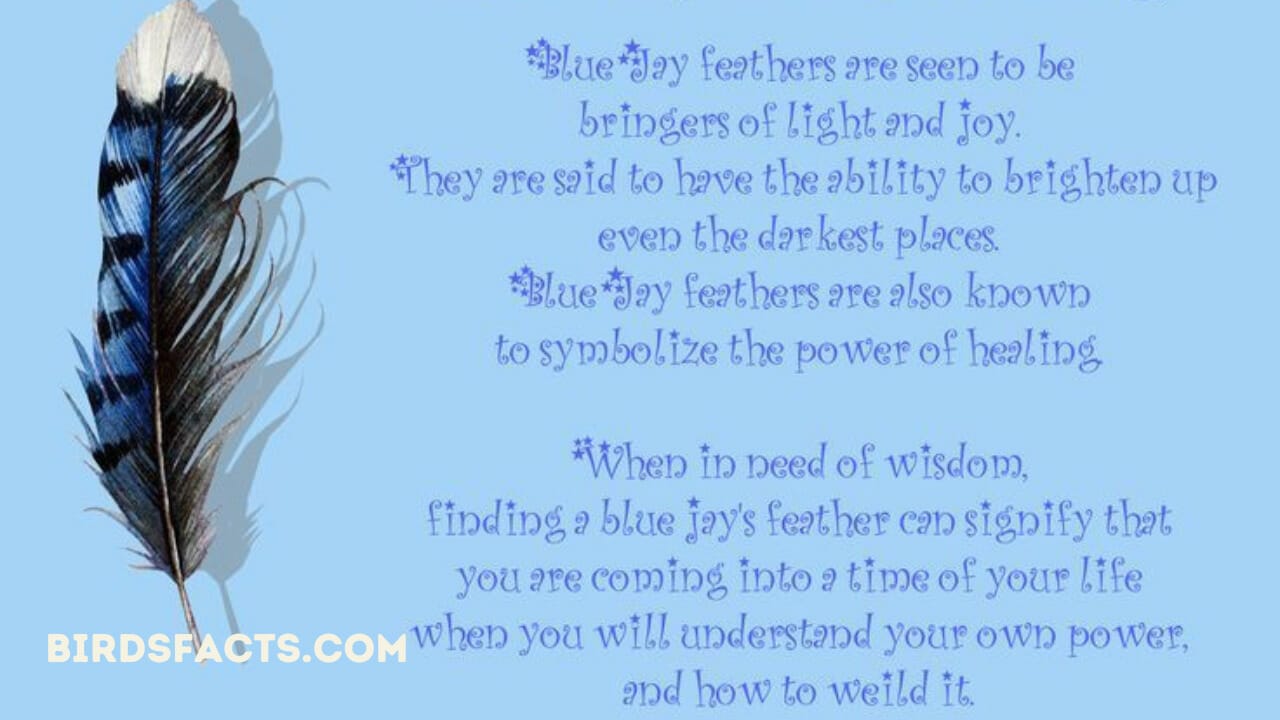 finding a blue jay feather spiritual meaning finding a blue jay feather spiritual meaning