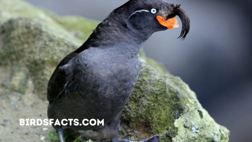 grey bird with orange beak