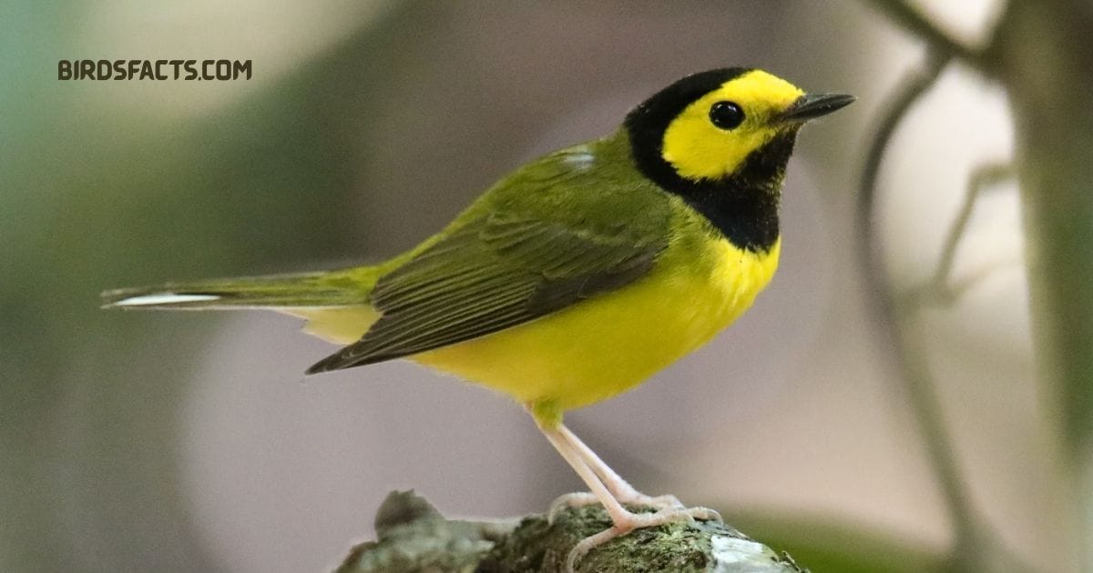 hooded warbler
