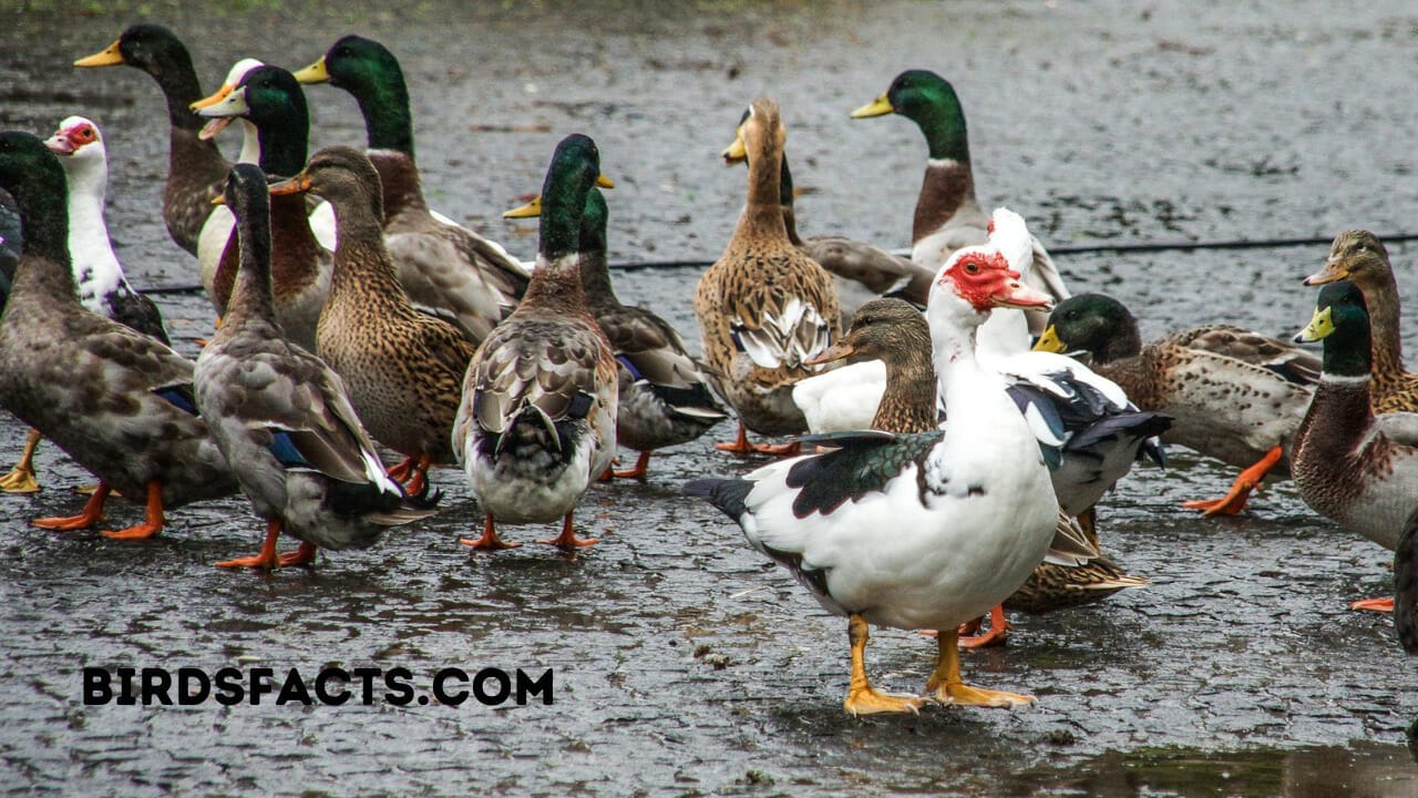 how much do ducks weigh how much do ducks weigh