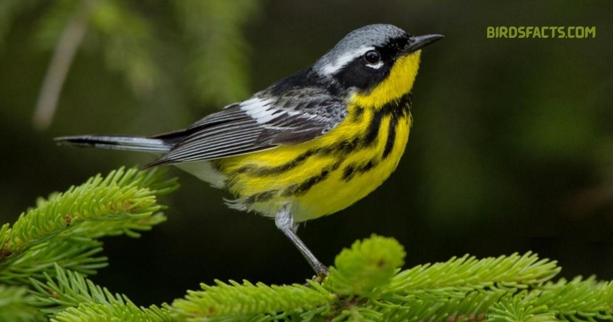 magnolia warbler