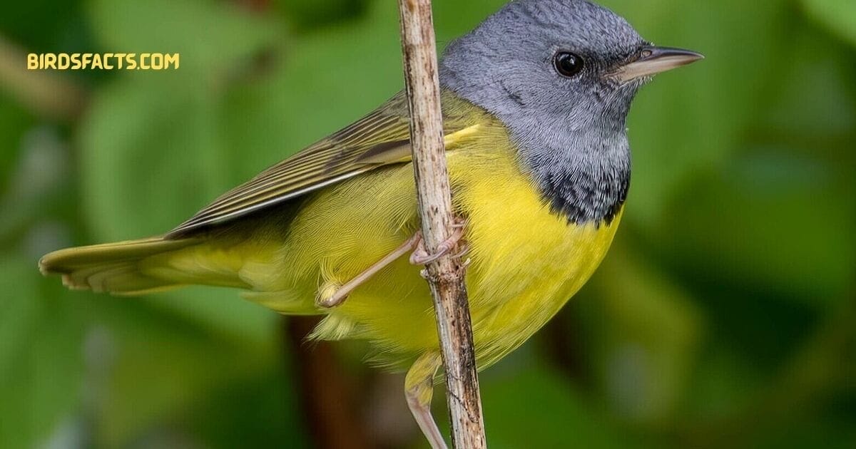 mourning warbler