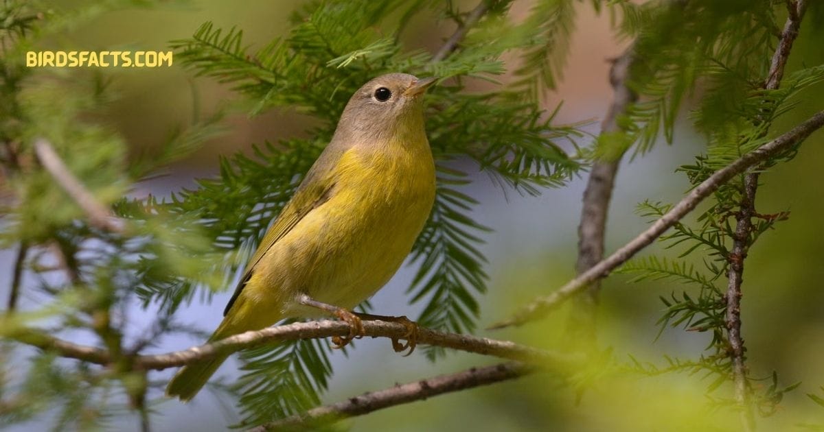 nashville warbler
