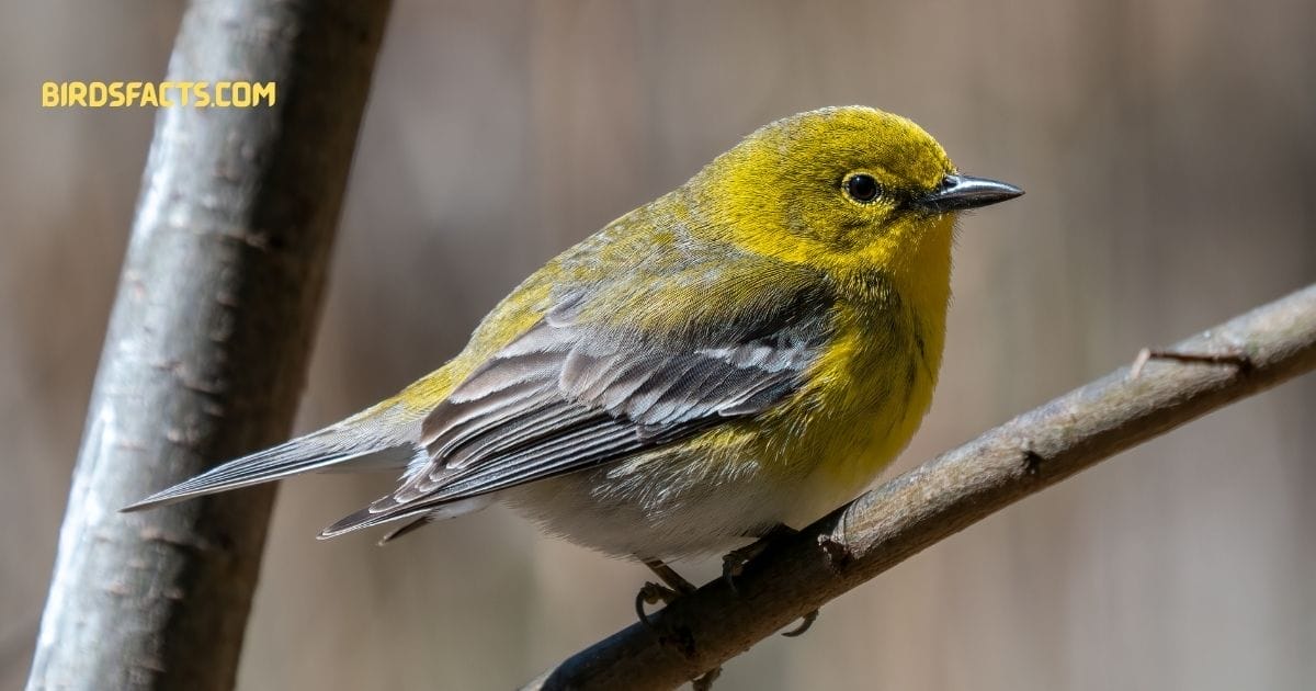 pine warbler