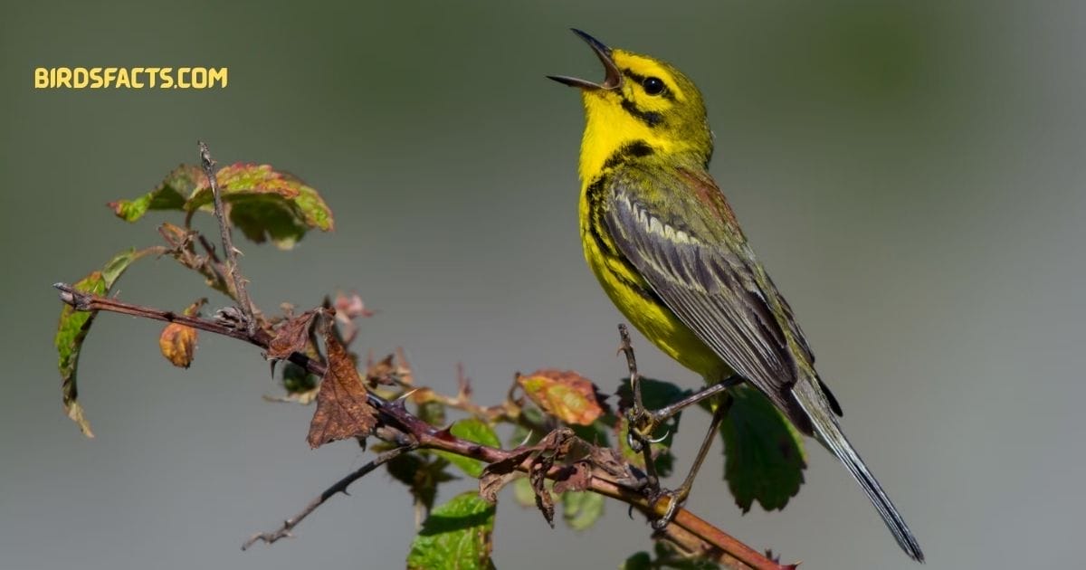 prairie warbler