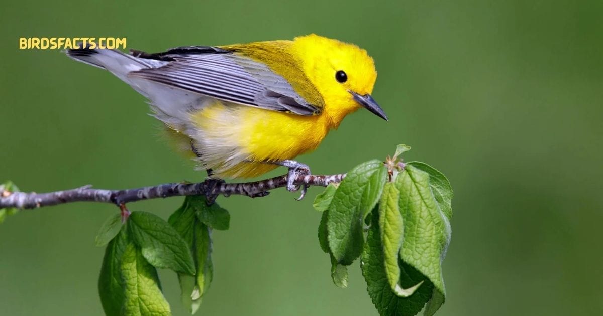 prothonotary warbler