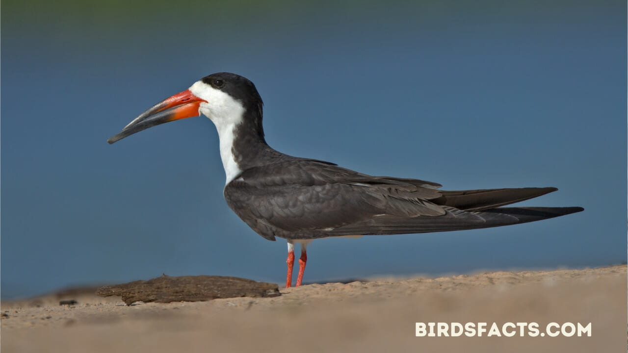 red beaked birds