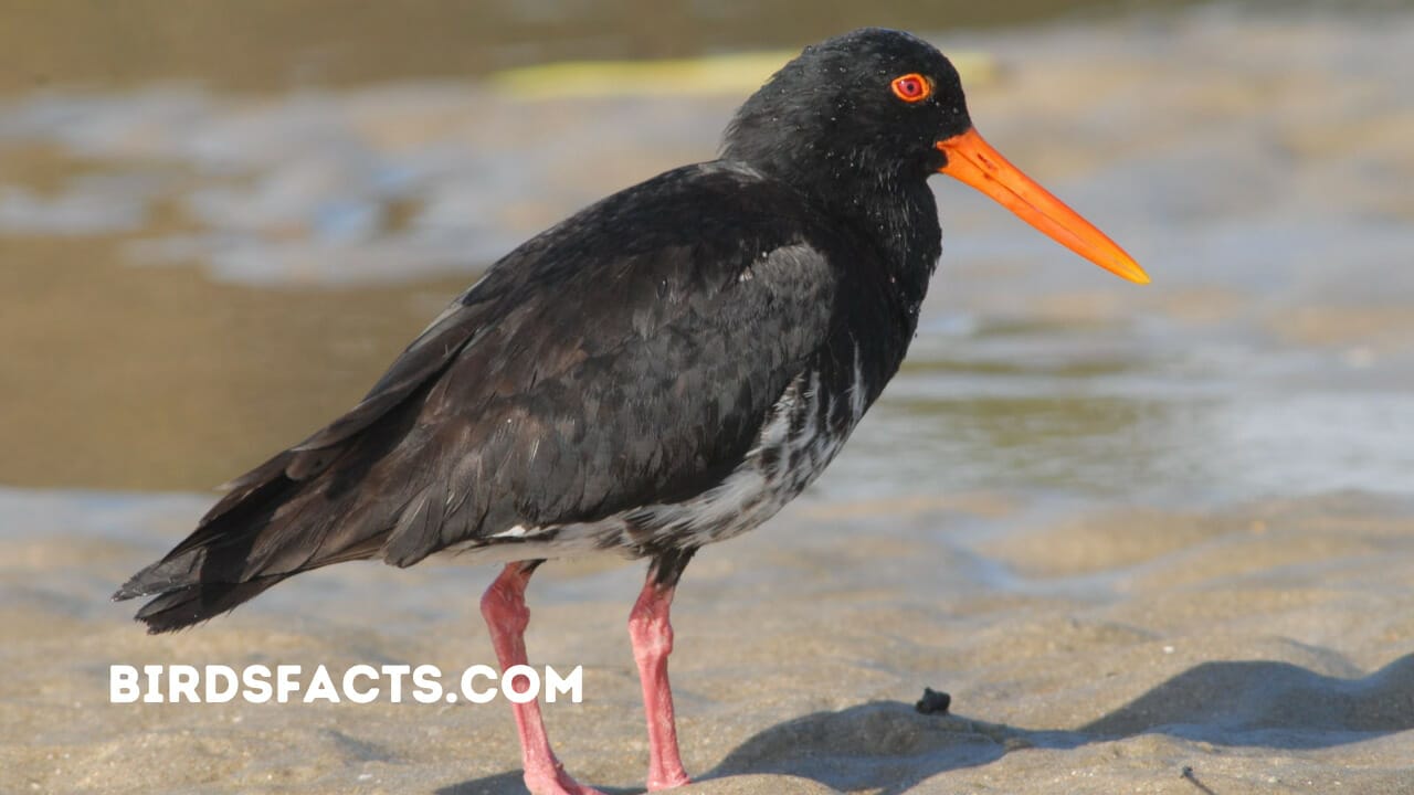 small bird with orange beak