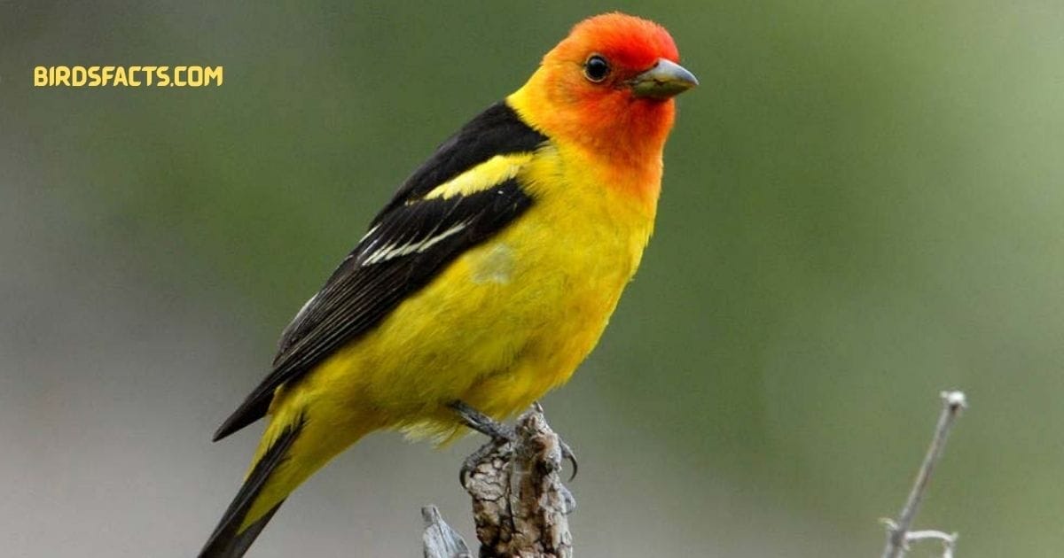 western tanager
