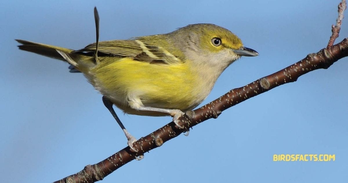 white eyed vireo