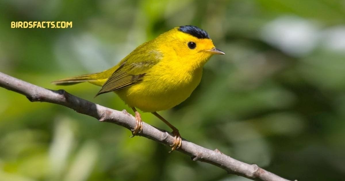 wilsons warbler