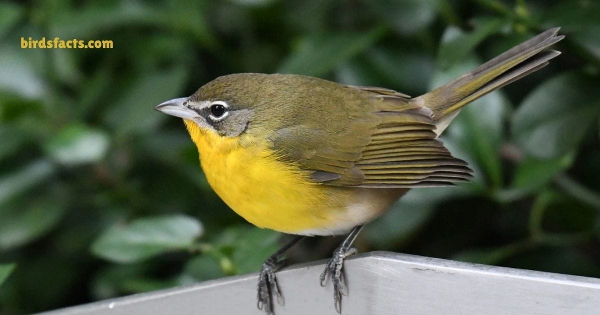 yellow breasted chat