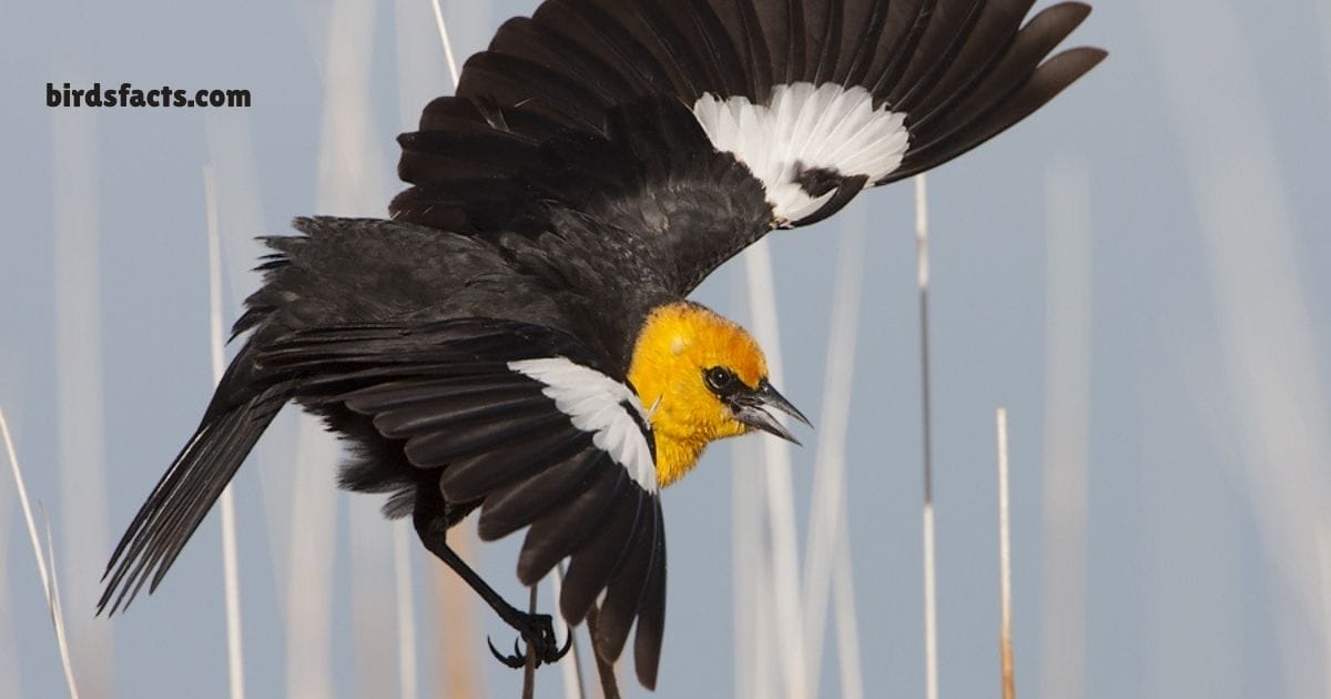 yellow headed blackbird