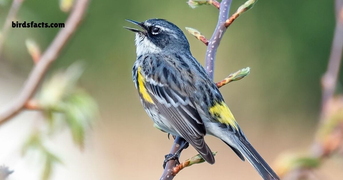 yellow rumped warbler