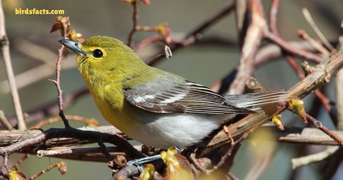 yellow throated vireo