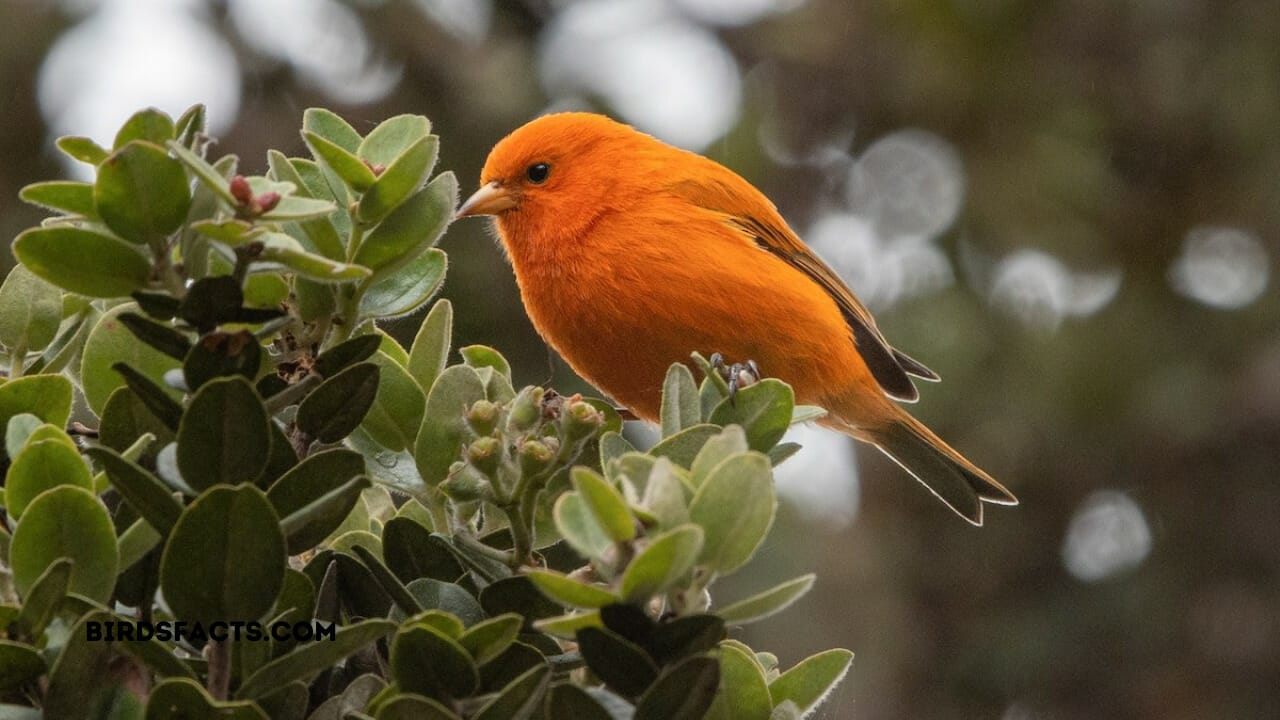 hawaiian cardinals