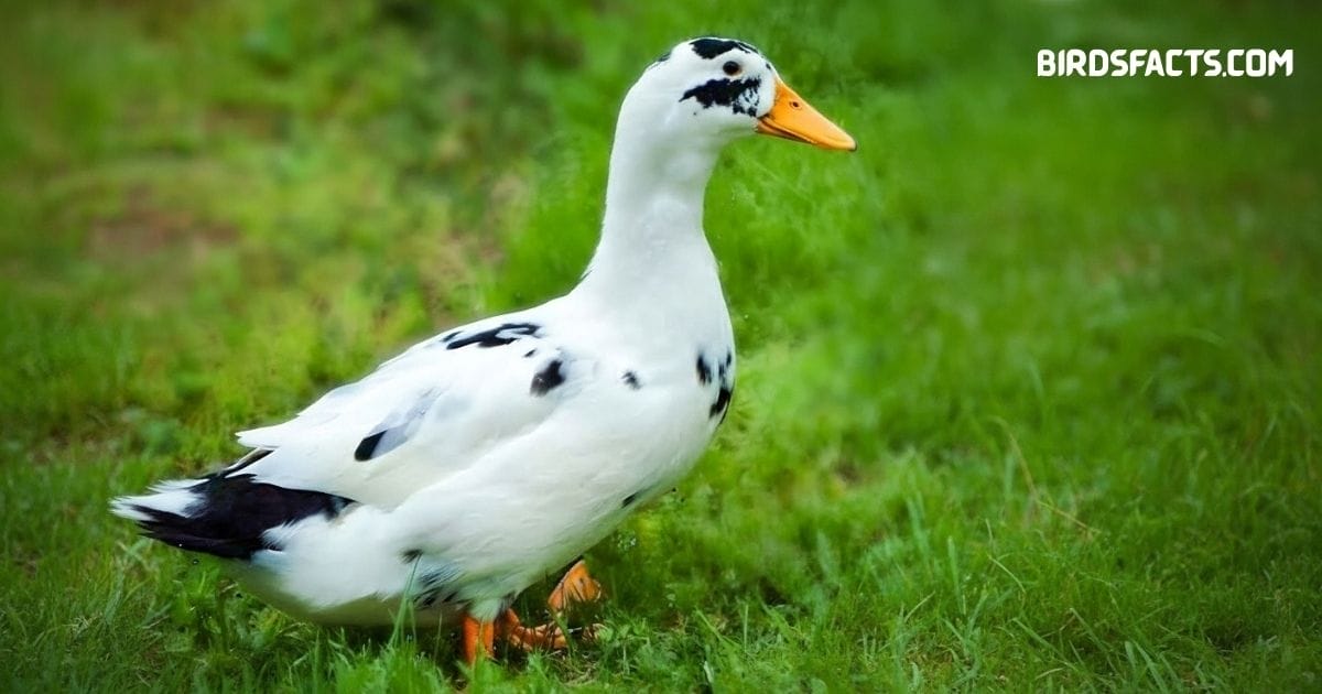 Ancona Duck with mottled black-and-white plumage standing near water