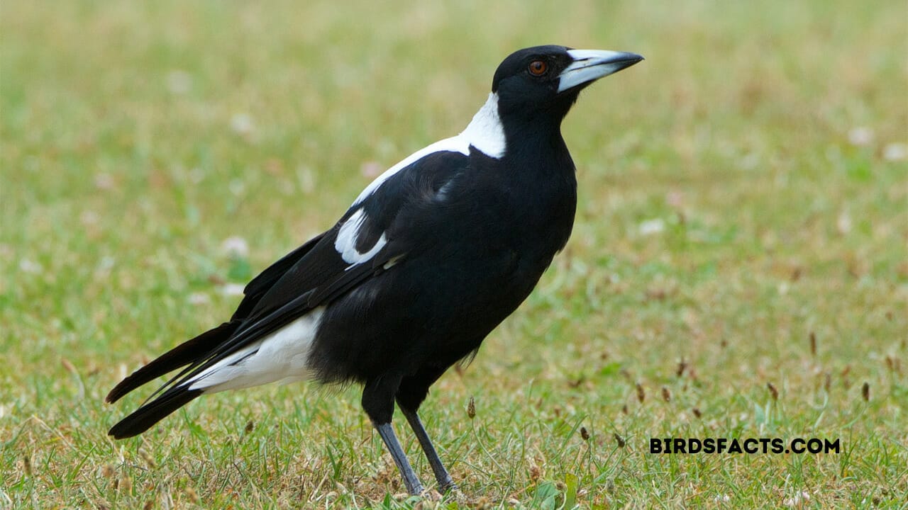 white wing blackbird