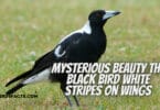Black Bird White Stripes On Wings