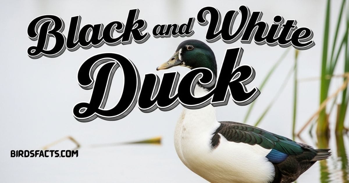 20 Rare Black and White Duck Breeds You’ve Never Seen Before