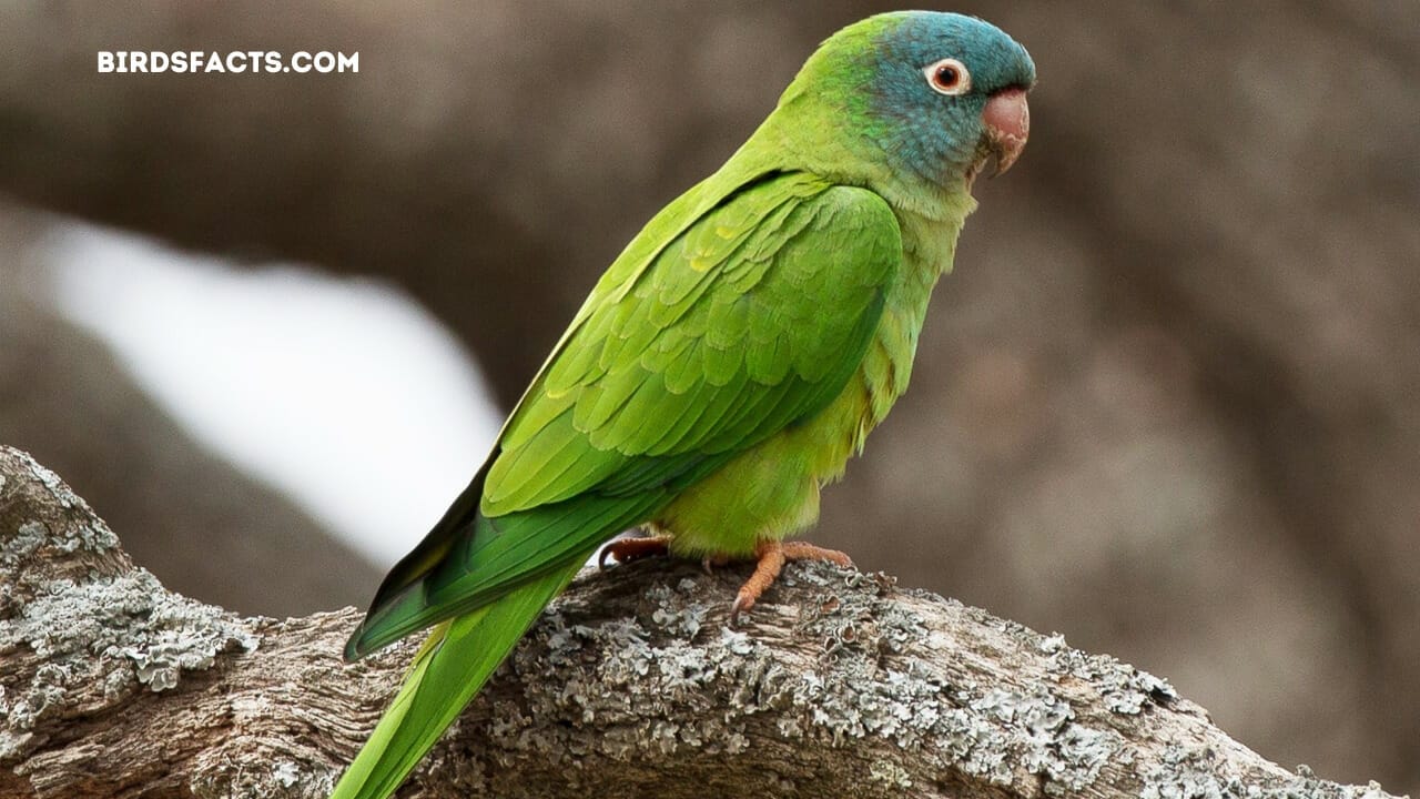 florida wild parrots