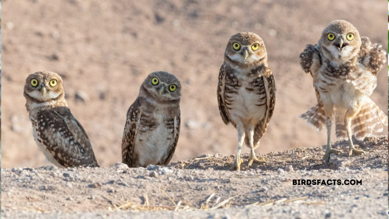 arizona owls phoenix