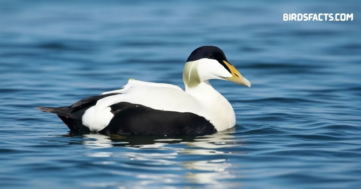 Common Eider duck with black-and-white plumage and sloping bill swimming on the sea