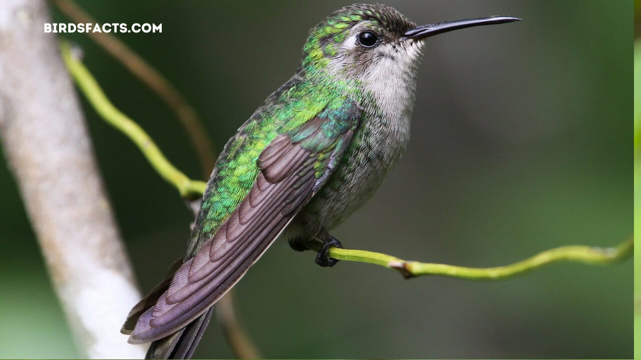 florida small birds