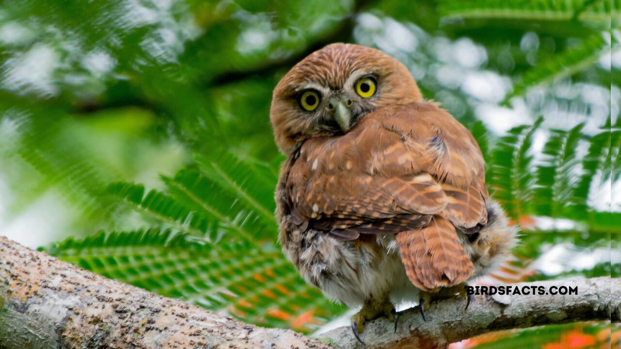 Ferruginous Pygmy Owl