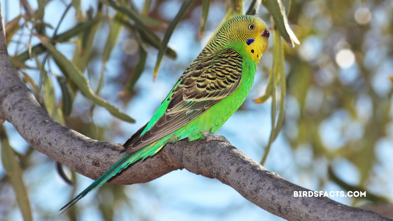 green bird florida