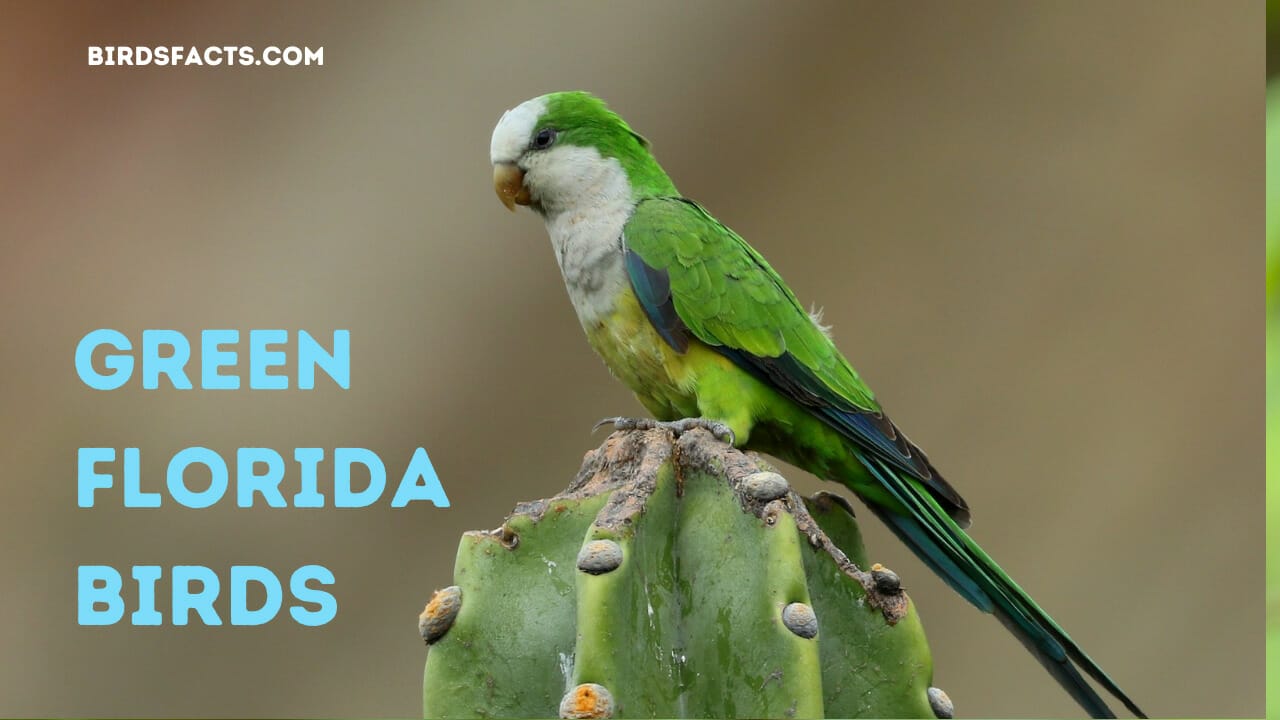 Green Florida Birds