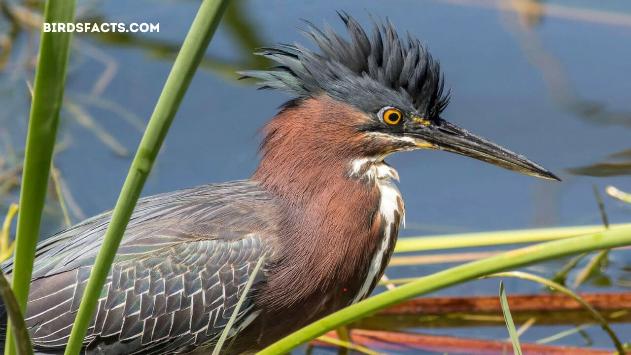 small birds of florida