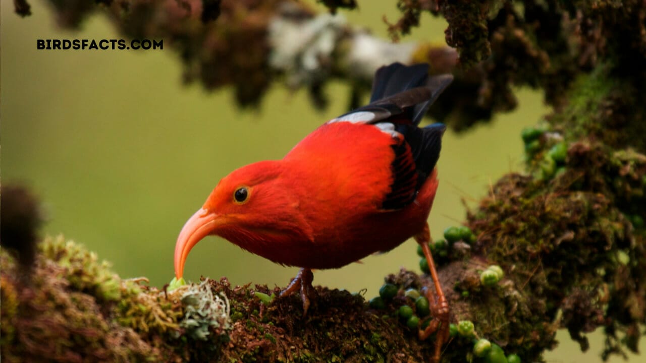 Hawaiian Honeycreeper